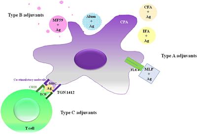 Promising Plant-Derived Adjuvants in the Development of Coccidial Vaccines